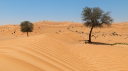 The UAE desert
